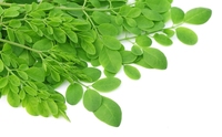 KMP Ma-Rum Bubuk Moringa Liar Kaya Klorofil 450mg 100 Kapsul Ekstrak Herbal Makanan Kesehatan Kualitas Tinggi Kering dengan Udara Panas