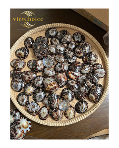 เปลือกหอย Limpets เป็นมิตรกับสิ่งแวดล้อมสำหรับ100% หัตถกรรมเปลือกธรรมชาติ - Product Image 1