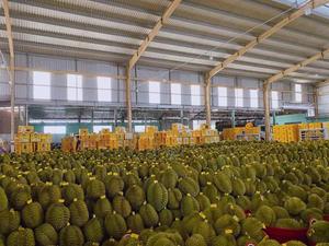 Maîtrise du Durian-Variétés exportées pour l'excellence culinaire - Product Image 5