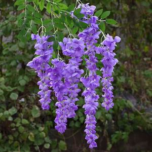 Bán Buôn Chất Lượng Cao Wisteria Nhân Tạo Hoa Wisteria Treo Hoa Wisteria Nho Cho Đám Cưới Hoa Trang Trí - Product Image 4