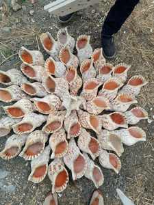 Trompeta natural Seashell Reina vietnamita Conch Trompeta Seashell Perfecto para la decoración elegante del hogar y las preferencias de exhibición de hotel de moda - Product Image 3