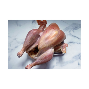 TURQUIE LUMIÈRE ET FONCÉ Meilleur Prix Frozen - Product Image 5