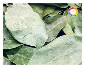 Feuilles de Corossol Graviola cultivées et séchées au Vietnam Feuille de thé de qualité d'exportation adaptée aux conteneurs en vrac et aux distributeurs de détail - Product Image 5