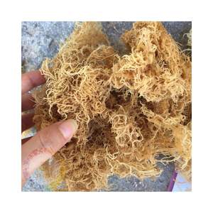 Alga marina de algodón procesada, material vegetal marino natural seco para necesidades de ingredientes alimenticios, procedente de Vietnam - Product Image 5