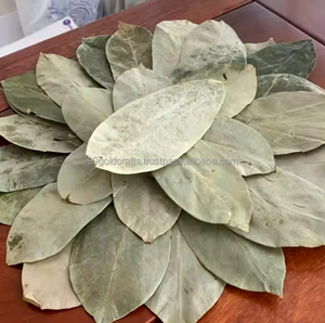 Vietnam Premium Soursop Leaves Graviola Tea Ingrédient avec un arôme fort séché et emballé pour le vrac et les petites commandes. - Product Image 1