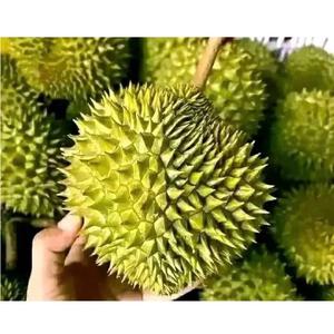 RI6 <b>Durian</b> Made in Vietnam so <b>Fresh</b> Premium Quality <b>Fresh</b> - Frozen <b>Durian</b> Fruit Monthong - Product Image 1