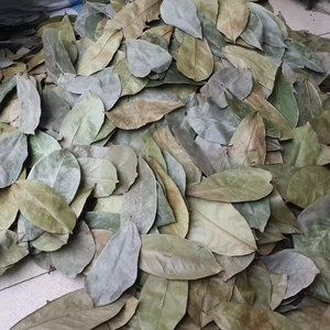 HOJA DE URENTA SECA | HOJA DE GUANABANA | SUMINISTRO PREMIUM DE EXPORTACIÓN A GRANEL - Product Image 2