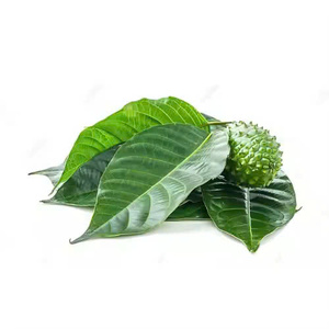 FEUILLES DE SOURSOP TERREUSES ET SAVOUREUSES/REMÈDE AUX HERBES/QUALITÉ ECO-CONSCIOUS/FABRIQUÉ AU VIETNAM - Product Image 3