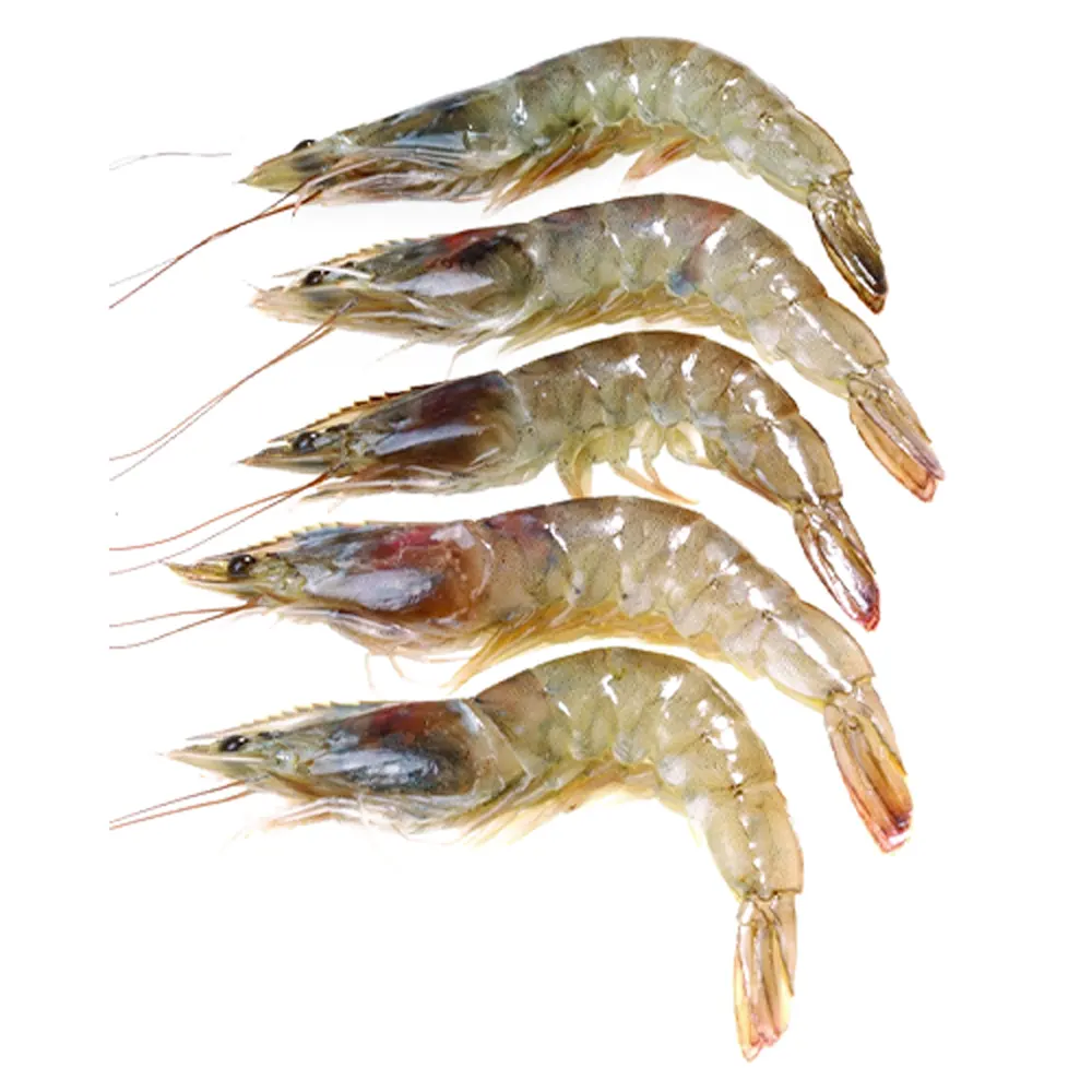 Hot Selling High Quality Frozen Shrimp /Frozen Natural Black Tiger Shrimp / Vannamei shrimps Seafood