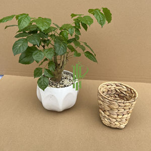 Cestas de Almacenamiento de Mimbre Natural Hechas a Mano y Ecológicas de Vietnam, Cestas de Almacenamiento para Cocina Fabricadas por VgreenArt - Product Image 4