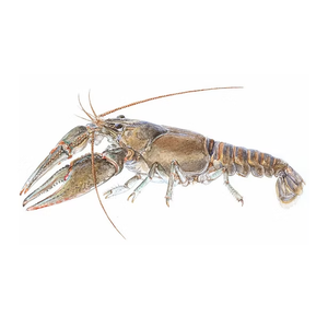 Achetez des écrevisses à vendre à bas prix, fraîches et de haute qualité disponibles en vrac, parfaites pour les restaurants de fruits de mer - Product Image 6