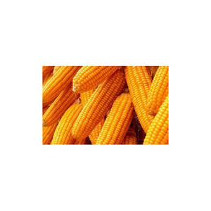 Maïs jaune argentine maïs jaune maïs jaune séché pour l'alimentation des animaux convenant aux bovins et aux chevaux bonne qualité - Product Image 3