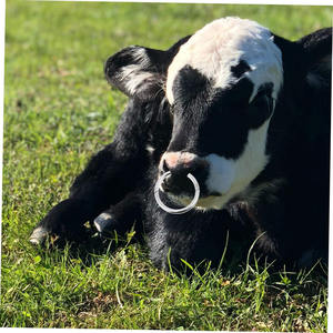 Anillo de Nariz de ganado de vaca y Toro de acero inoxidable con logotipo personalizado, instrumento veterinario de calidad profesional, producto superventas - Product Image 2