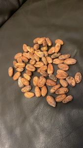 Fèves de cacao torréfiées Forastero d'origine CM à vendre dans le monde entier - Product Image 5