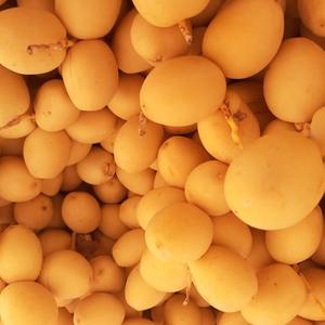 Dates Premium Fruits frais égyptiens 100% produits agricoles naturels de haute qualité en gros - Product Image 3