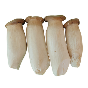 KING OYSTER CHAMPIGNON POUR L'EXPORTATION | QUALITÉ DE QUALITÉ ALIMENTAIRE | FOE ET SUPPORT EN VRAC - Product Image 3