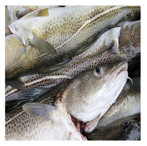 Pescado Fresco de Bacalao del Atlántico / Filetes, Compre en Línea, Oferta al por Mayor, Fabricante, Proveedor de Stock al por Mayor - Product Image 4