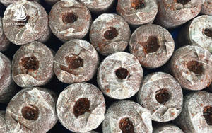 Premium Coir Jiffy: granulés de tourbe de coco du Vietnam pour des solutions naturelles faciles à utiliser dans le jardinage domestique et l'agriculture - Product Image 6