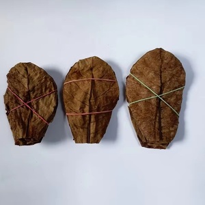 Hojas de Almendro Indio del Océano Atlántico (Terminilia Catappa) 26 Hojas Ecológicas Ahorro de Energía 5W Bolsas de Escritorio para Peces Betta de Agua Negra - Product Image 2