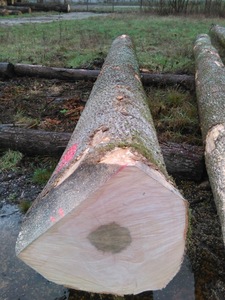 100% grumes de chêne blanc pur grumes de chêne blanc pour la fabrication de palettes grumes de chêne blanc pour produits en bois - Product Image 5