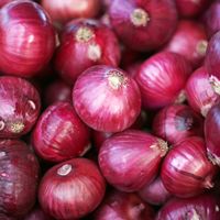 Oignons frais vietnamiens de qualité supérieure, emballés en carton par Kim Minh International, durée de conservation de 2 à 3 mois, pour l'exportation, la vente en gros et l'utilisation culinaire