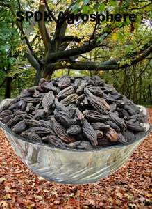 ฮิมเจสีดำออร์แกนิกตากแห้งจากดินแดนที่เป็นภูเขาทางตะวันตกของอินเดีย - Product Image 6