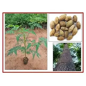 Graines de Neem de Malabar à croissance rapide RK Seeds, traitées, à usage polyvalent pour le contreplaqué et les bûches, graines d'arbre Malaivembu - Product Image 2