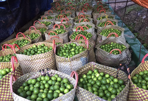 มะนาวไร้เมล็ดจากเวียดนามคุณภาพสูงสดและพร้อมใช้งาน - Product Image 4