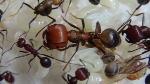 Messor cephalotes (Hormiga cosechadora gigante africana) - Product Image 3