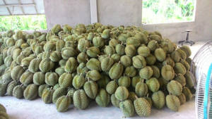 Meilleur durian surgelé du Vietnam - IQF RI6 Durian doux et crémeux, poids 2 kg, prix de gros bon marché - Product Image 4