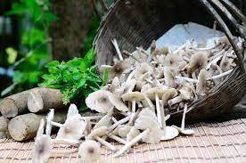 เห็ดปลวกแห้งที่ขายดีที่สุดอร่อย Viet Delta ยี่ห้อผลิตในเวียดนาม - Product Image 2