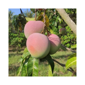 Vente en gros de mangue fraîche du Vietnam avec goût sucré et chair juteuse offerte à un prix d'exportation compétitif pour les acheteurs - Product Image 3