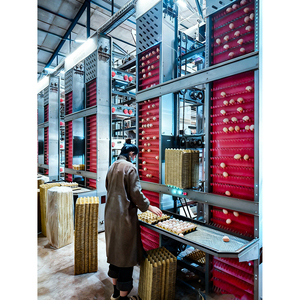 Offerta Speciale: Gabbie a Batteria Tipo H per Allevamento Polli Ovaiole, Attrezzatura per 10.000 Galline Ovaiole - Product Image 2