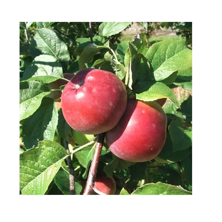 Fresh Red Liberty Apples | Natural Fuji Apples Buy Online Wholesale Deal Manufacturer Bulk Fresh Apple Fruit
