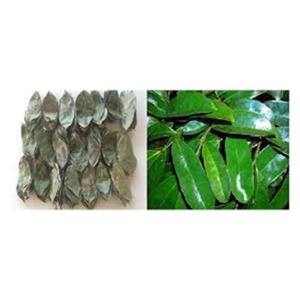 100% feuilles de corossol biologiques/Guanabana séché/Graviola/herbe de feuille de Guayabano - Product Image 3