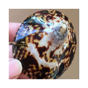 Concha de Limpet Natural Limpia y Pulida para Joyería Artesanal y Decoración - Product Image 2