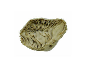 Tripa de Res Limpiada / Estómago de Vaca Limpiado / Omasum de Res Salado Listo para Exportación |   Carne de Res Congelada - Product Image 4