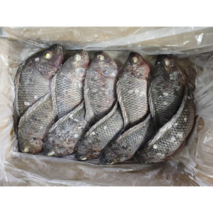 Pescado Tilapia Congelado BQF |   Precio Competitivo |   Suministro Mayorista Confiable para Importadores de Malí - Product Image 3