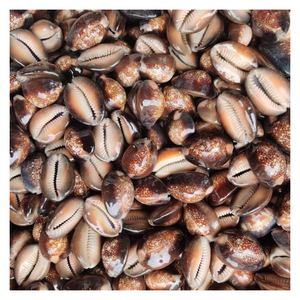 Coquillage noir Cowry Craft, Coquillage de coquillage naturel pour l'élégance côtière, cadeau de coquille écologique tacheté pour les amoureux de l'océan - Product Image 6