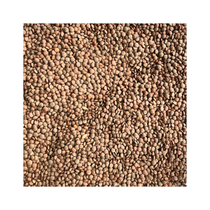 ถั่วเลนทิลสีน้ำตาลคุณภาพสูง พร้อมสำหรับการส่งออกเพื่อการค้าเกรดส่งออก - Product Image 6