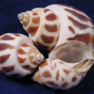 CONCHAS DE BABYLON NATURALES AL POR MAYOR DE VIETNAM PARA DECORACIÓN DEL HOGAR Y ARTESANÍA - Product Image 5