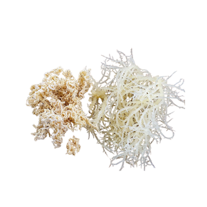 Musgo de mar salvaje/Musgo irlandés/Eucheuma Cottonii Regalos del mar natural de Vietnam a precios competitivos - Product Image 4