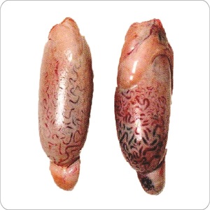 Exportateur de testicules de boeuf halal - Product Image 1