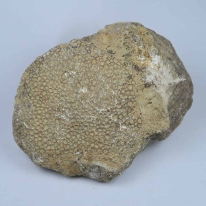 Coral de panal de abelha de calidad coleccionista premium (fósiles de Favosites) – Especímenes naturales pulidos y en bruto |   Para decoración del hogar y joyería. - Product Image 3