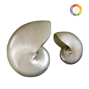 Nautilus Shell en bruto, Nautilus Shell pulido, gran exportador Nautilus Shell para artesanías, coleccionables y decoración - Product Image 1
