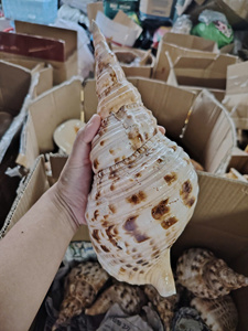 เครื่องดนตรีทรัมเป็ตทองเหลืองผสมเวียดนามสำหรับการแสดงวงดนตรีและการเล่นดนตรีบนเวที - Product Image 5