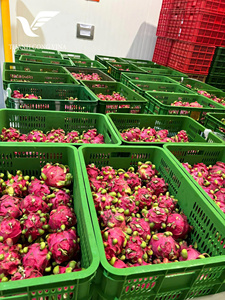 Fourniture directe d'usine de fruits du dragon surgelés du Vietnam OEM pour les acheteurs d'exportation mondiaux - Product Image 4