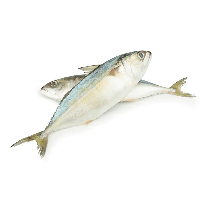 Ikan makarel kuda beku/Hotsale segar/ikan makarel, ikan Herring