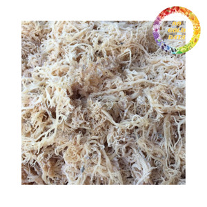 Vente en gros de haute qualité de matière première naturelle de mousse de mer pour les applications alimentaires et de santé - Product Image 6