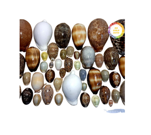 เปลือกหอยตกแต่งในปริมาณมากในราคาที่ดีที่สุดจากซัพพลายเออร์เวียดนามเหมาะสำหรับตกแต่งบ้าน - Product Image 1